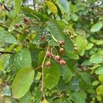 Amelanchier × lamarckii Fruit