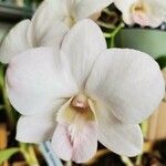 Papilionanthe teres Çiçek