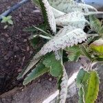 Kalanchoe daigremontiana Blad