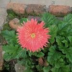 Gerbera jamesonii Λουλούδι