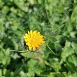 Sonchus tenerrimus Flower