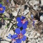 Lysimachia monelli फूल