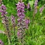 Pedicularis groenlandica Lorea