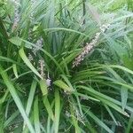 Liriope spicata Flower
