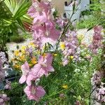 Delphinium ajacisKvet