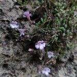 Chaenorrhinum origanifolium 花
