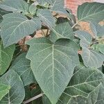 Datura innoxia Folha