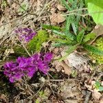 Orchis masculaFlower