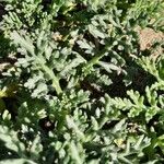 Anthemis maritima List