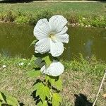 Hibiscus moscheutos പുഷ്പം