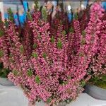 Calluna vulgaris Fleur