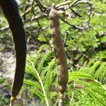 Vachellia macracantha Fruto