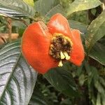 Psychotria poeppigiana Froito
