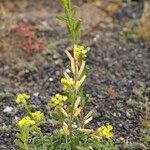 Reseda lancerotae 形态