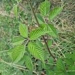 Rubus bertramii Blad