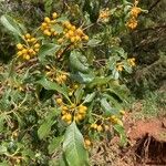 Pittosporum undulatum Fruit