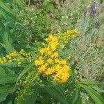 Solidago giganteaBloem