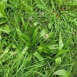 Plantago argentea Pokrój