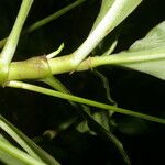 Tradescantia zanonia Escorça