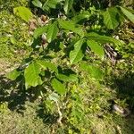 Pongamia pinnata Habit