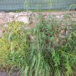Oloptum miliaceum 形態