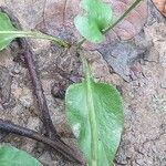 Ophioglossum reticulatum Leaf