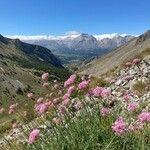 Centranthus lecoqii Blodyn