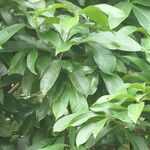 Syzygium malaccense ഇല