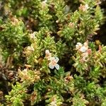 Frankenia corymbosa Flor
