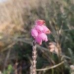 Erica tetralix Flor