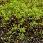 Tagetes filifolia Habitus