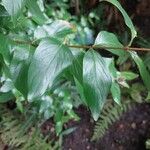 Cephalanthus occidentalis Leaf