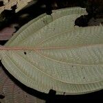 Clidemia septuplinervia Hoja