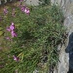 Dianthus rupicola Virág