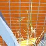 Themeda triandra Fula