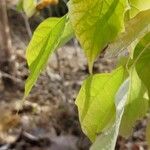 Gmelina arborea Leaf