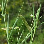 Lathyrus angulatus ഫലം