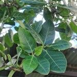 Ficus coronata Lapas