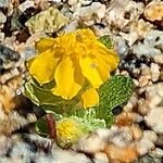 Eriophyllum wallacei