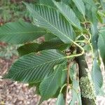 Acer carpinifolium Leaf