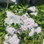 Valeriana montana花