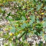 Chamaecrista rotundifolia 花