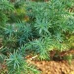 Juniperus formosana Leaf
