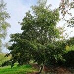 Alnus nitida Habit