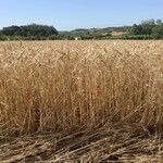 Triticum aestivum Φύλλο