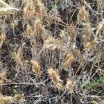 Hordeum marinum Flower