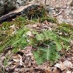 Polystichum acrostichoides ഇല