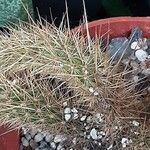 Bergerocactus emoryi Leaf