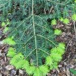 Abies balsamea برگ