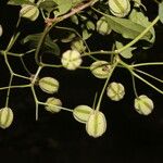 Pisonia macranthocarpa 果實